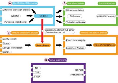 Identification and exploration of pharmacological pyroptosis-related biomarkers of ulcerative colitis